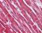 NDUFB9 Antibody (C-Terminus)